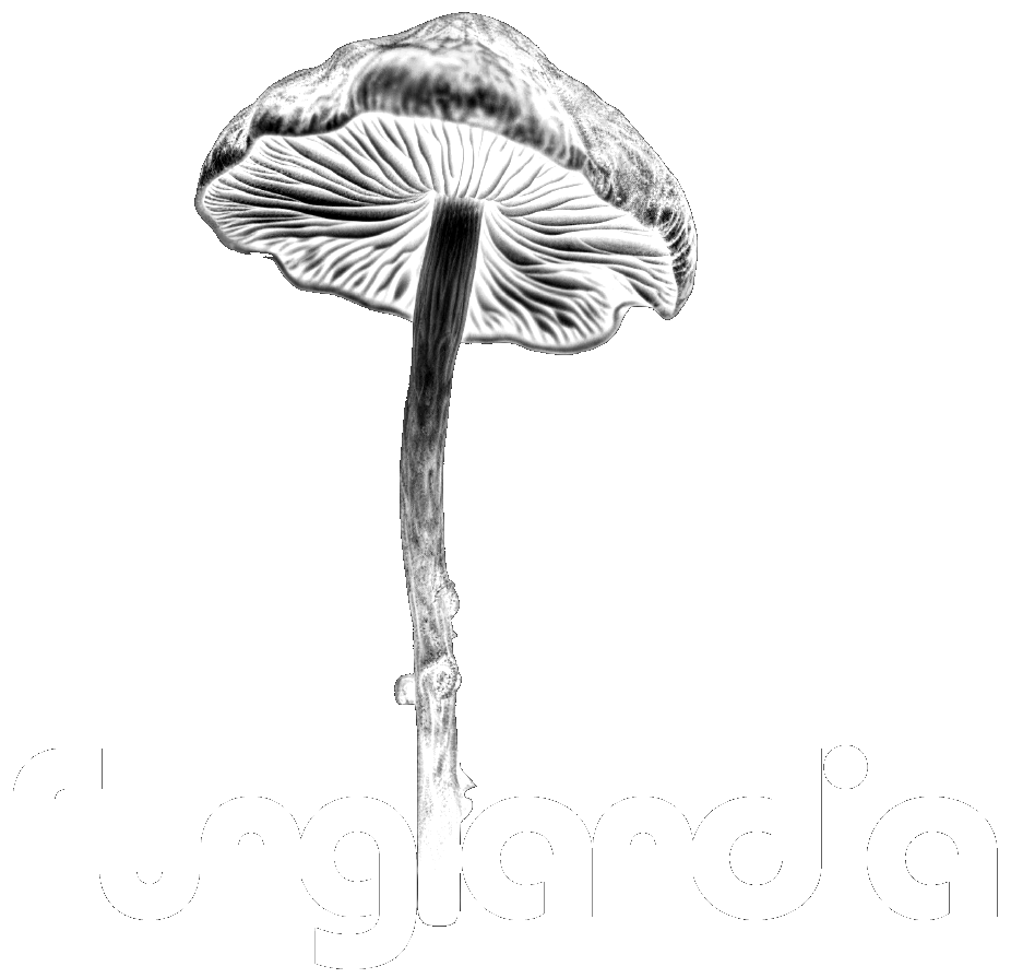 Funglandia Logo white