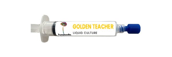 GOLDEN TEACHER_Su svirkštu