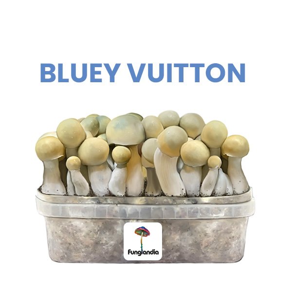 BLUEY VUITTON