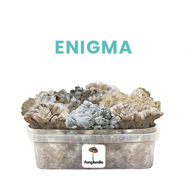 ENIGMA