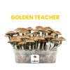 GOLDEN TEACHER