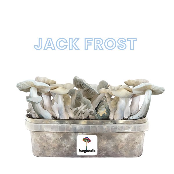 JACK FROST